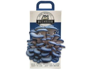 Mushroom Boxes