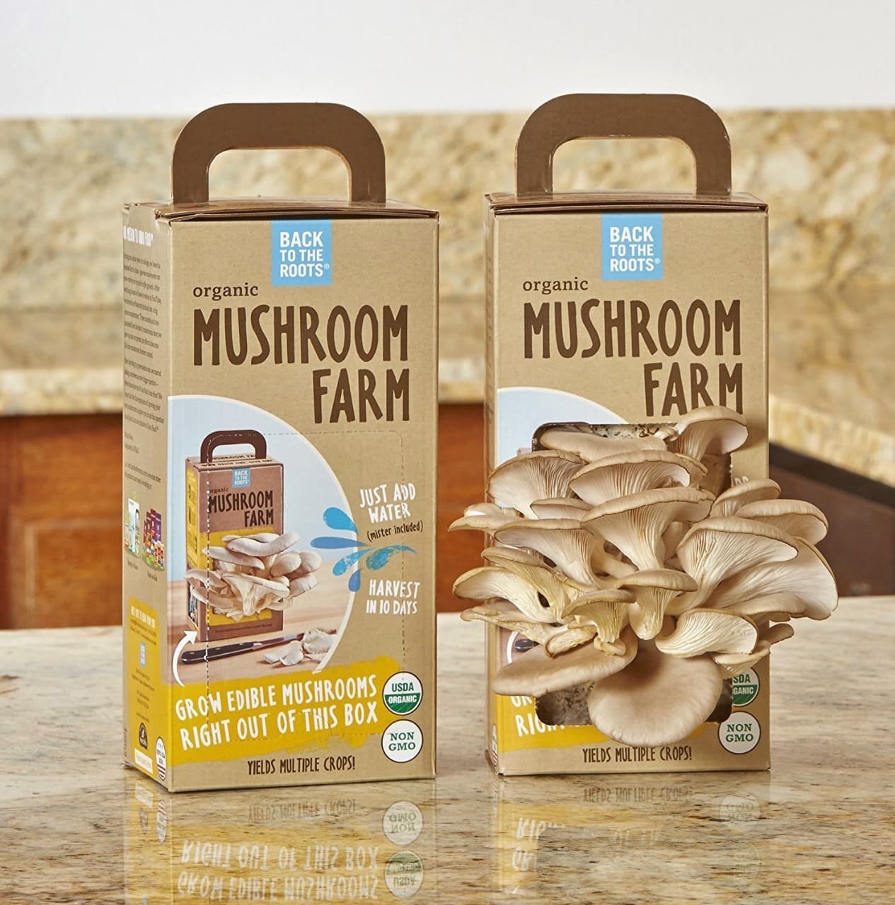 Mushroom Boxes